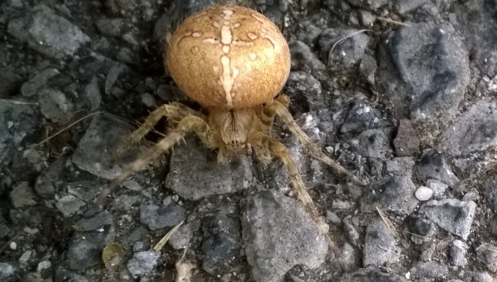 Large Orb Weaver found at work Copyright: Claire Toffolo