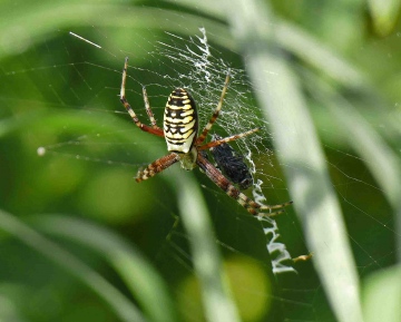 Wasp Spider female on my patch (front view) Copyright: John Furse