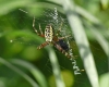 Wasp Spider female on my patch (front view)