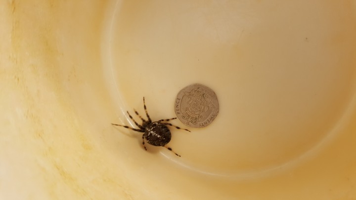 Spider found in house Copyright: Elise Adams
