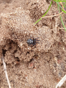 Steatoda albomaculata Brecks Copyright: Vicky Gilson