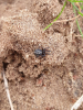 Steatoda albomaculata Brecks