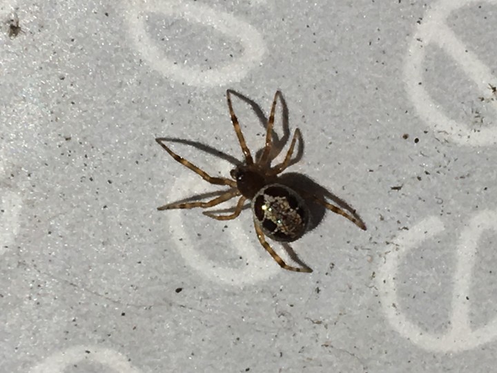 Another Steatoda Nobilis Copyright: Danielle Loxley