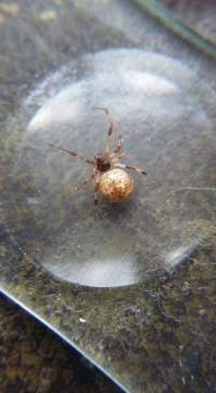 Female Achaearanea riparia Copyright: Tylan Berry