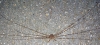 Harvestman Spider 2020-10-13 1017hrs EH10 6PX