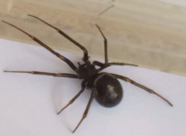 Is this a Steatoda grossa brought in from Woodshed Copyright: W Craddock