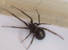 Is this a Steatoda grossa brought in from Woodshed