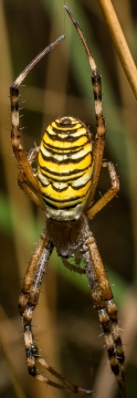 Wasp Spider Suffolk Copyright: Gary Mowles