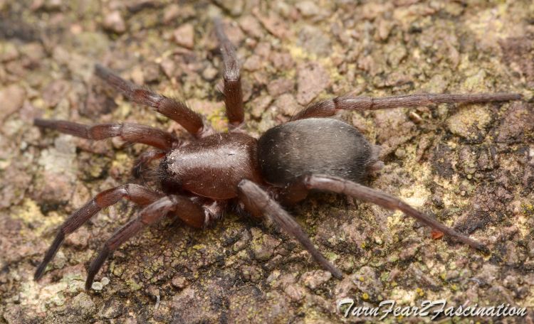 Scotophaeus blackwalli F Copyright: Tone Killick