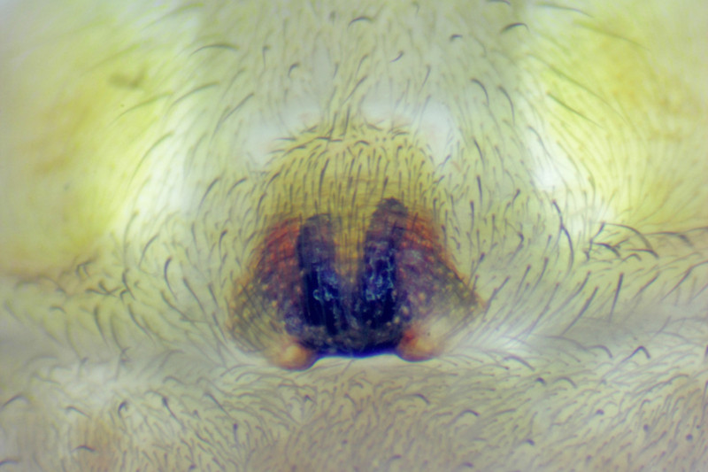 Clubiona phragmitis epigyne Copyright: Robin Sutton