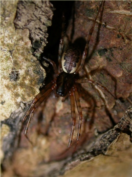 Neriene montana Female Copyright: Nik Nimbus