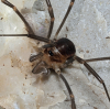 Sabacon viscayanus 