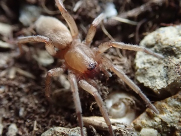 Drassodes pubescens female Copyright: Tylan Berry