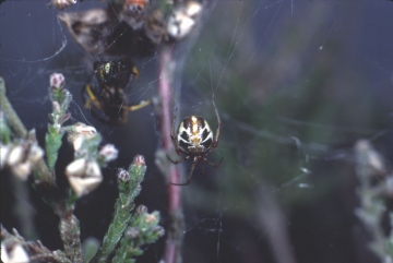 Theridion sisyphium female Copyright: Peter Harvey