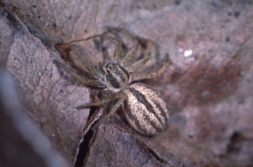 Thanatus striatus female Copyright: Peter Harvey