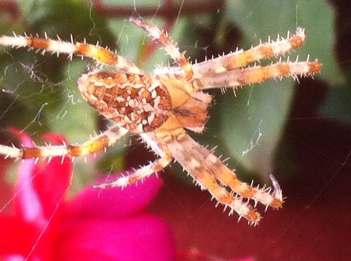 Beautiful garden spider A diadematus Copyright: Bob Catchpole