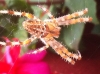 Beautiful garden spider A diadematus