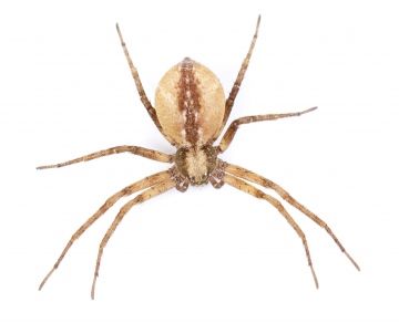 Philodromus collinus Copyright: Evan Jones