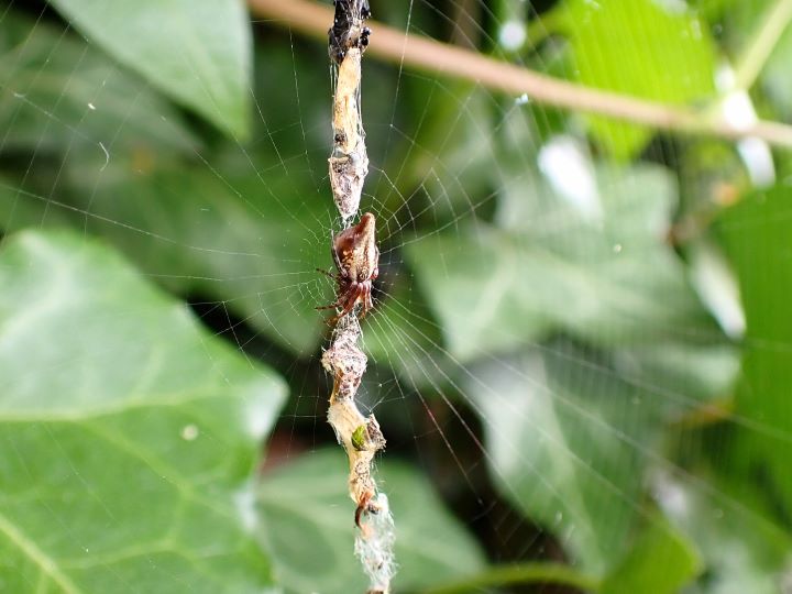 Cyclosa conica female Trashline. Copyright: Tone Killick