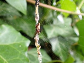 Cyclosa conica female Trashline. Copyright: Tone Killick