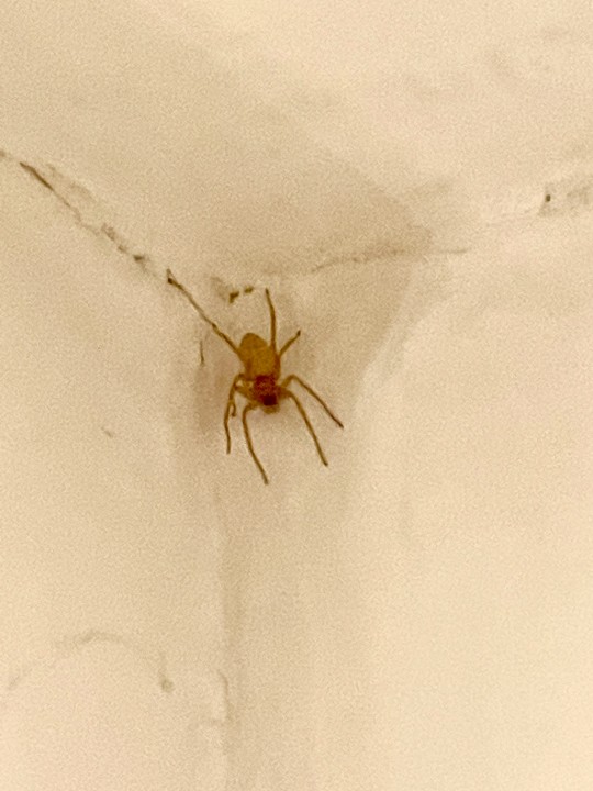 spider in west london Copyright: Wallace Stanley