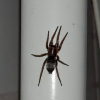 Mouse Spider (Scotophaeus blackwalli)