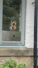 European garden spider