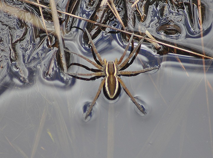 Raft Spider RMAS Copyright: Michael Hunt