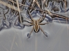 Raft Spider RMAS