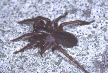 Coelotes terrestris Copyright: Peter Harvey