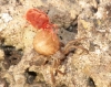 Thomisidae spider and mite