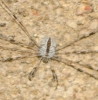 Dicranopalpus ramosus 31.viii.2006