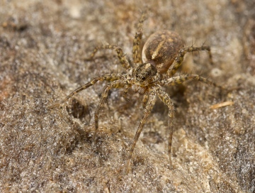 P proxima female 2 Copyright: Evan Jones