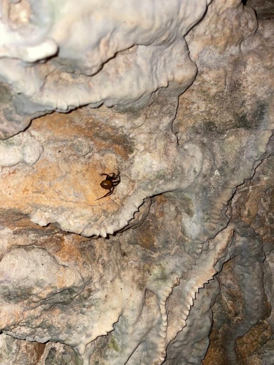 Cave Spider Forest of Dean Copyright: Oliver Webb