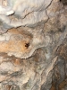 Cave Spider Forest of Dean