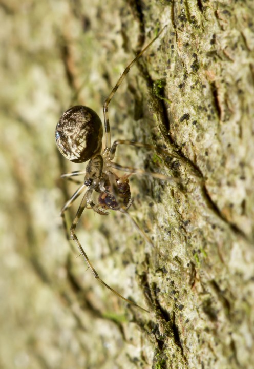 Female Drapetisca with springtail prey. Copyright: Evan Jones