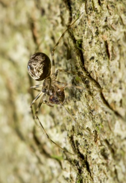 Female Drapetisca with springtail prey. Copyright: Evan Jones