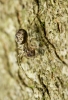 Female Drapetisca with springtail prey.