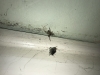 Bedroom Spider 2