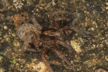 Trochosa terricola Female Copyright: Bryan Formstone