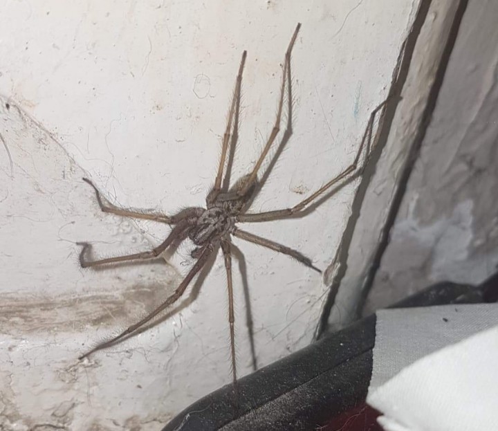 Huge house spider Copyright: Amy Henry
