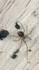Juvenile spider probably Nesticus cellulanus