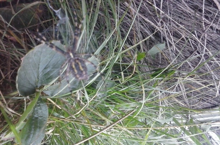 wasp spider in back garden - tummy Copyright: Natasha Brinkley