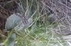 wasp spider in back garden - tummy 