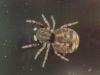 Jumping Spider Ballus chalybeius 20140609