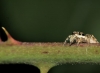Zebra Spider (Salticus scenicus) on bramble vine