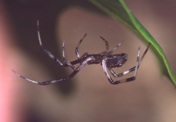 Episinus angulatus 1 Copyright: Peter Harvey