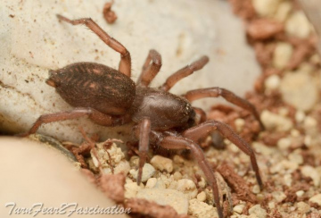 Haplodrassus signifer (F) Copyright: Tone Killick