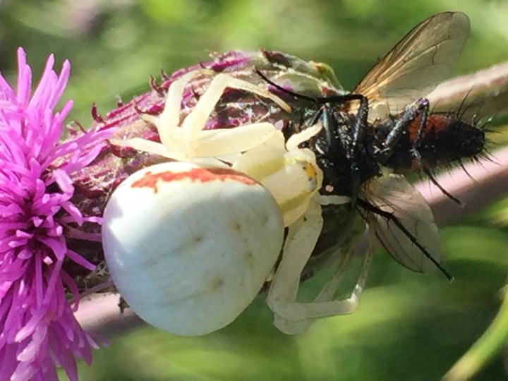 Misumena vatia with fly in thistle Copyright: Katie Guerra