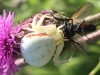 Misumena vatia with fly in thistle